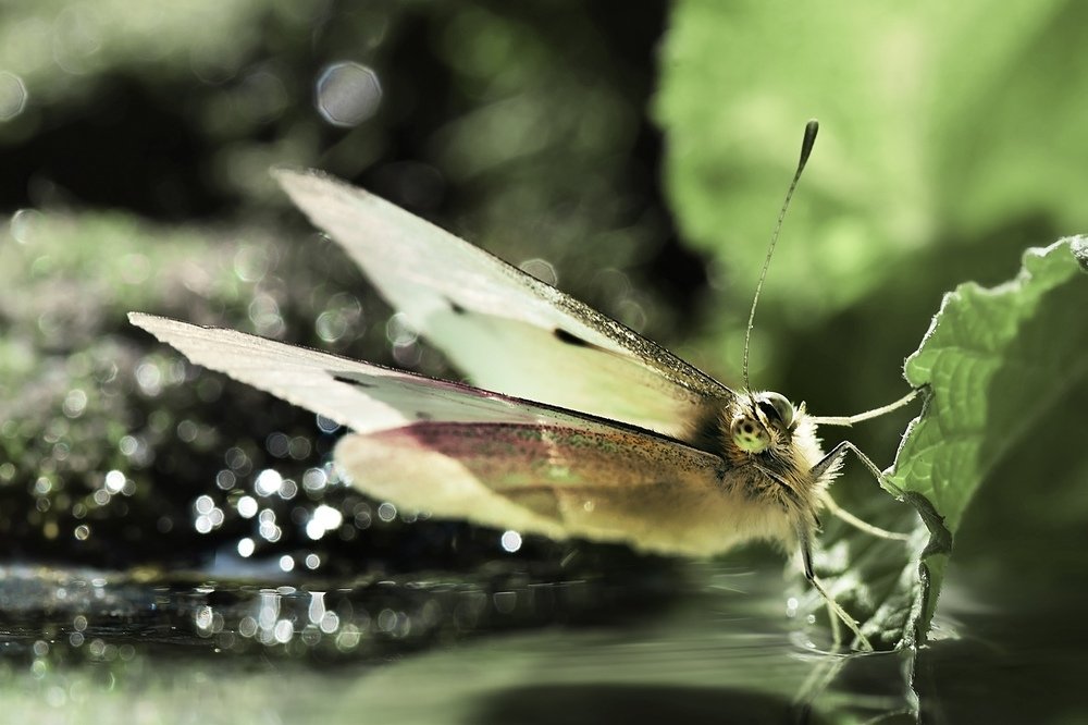 Photograph by Лапшина Владлена