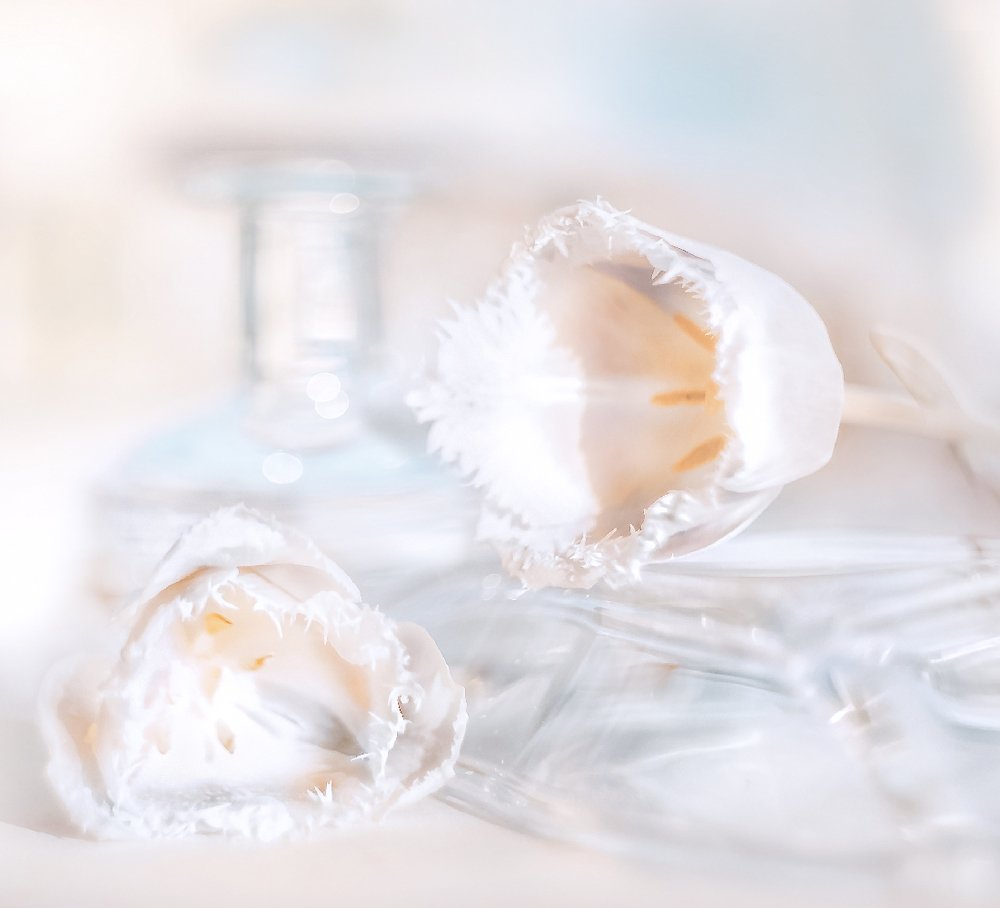 Белые тюльпаны