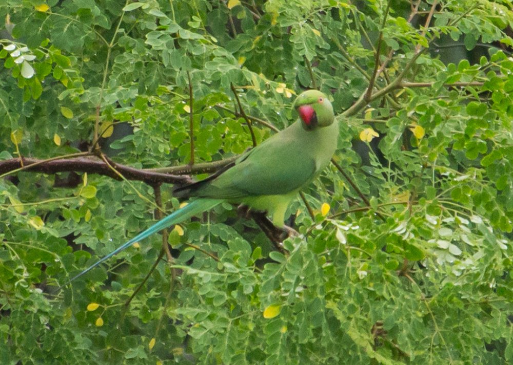 Photograph by Gino Rapheal