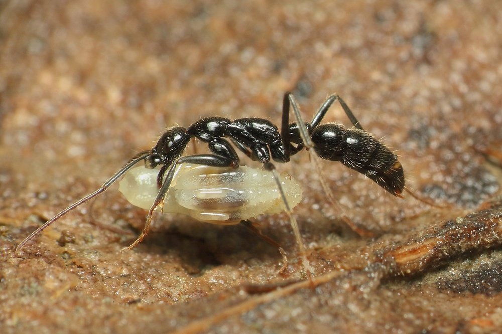 Black ant carrying it's egg