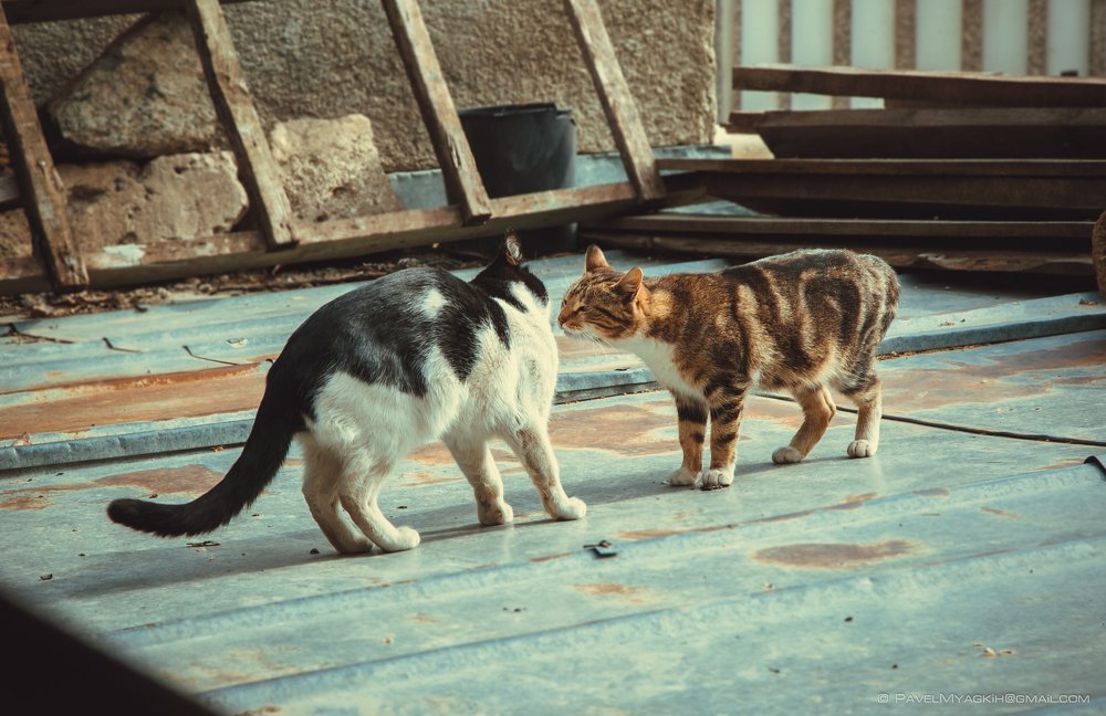 Photograph by Павел Мягких