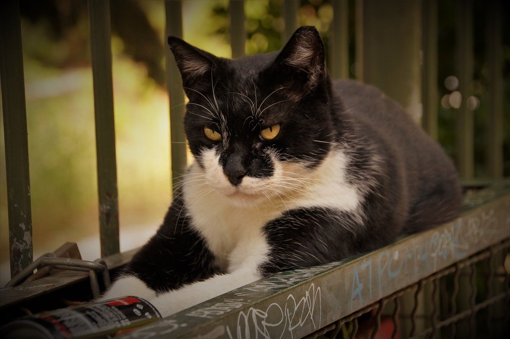 Photograph by Adrian Trica