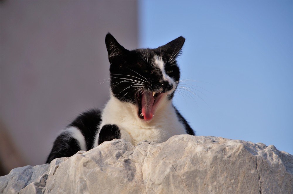 Photograph by Adrian Trica