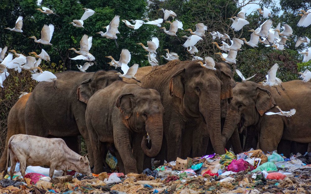 Photograph by Dumidu Padeniya