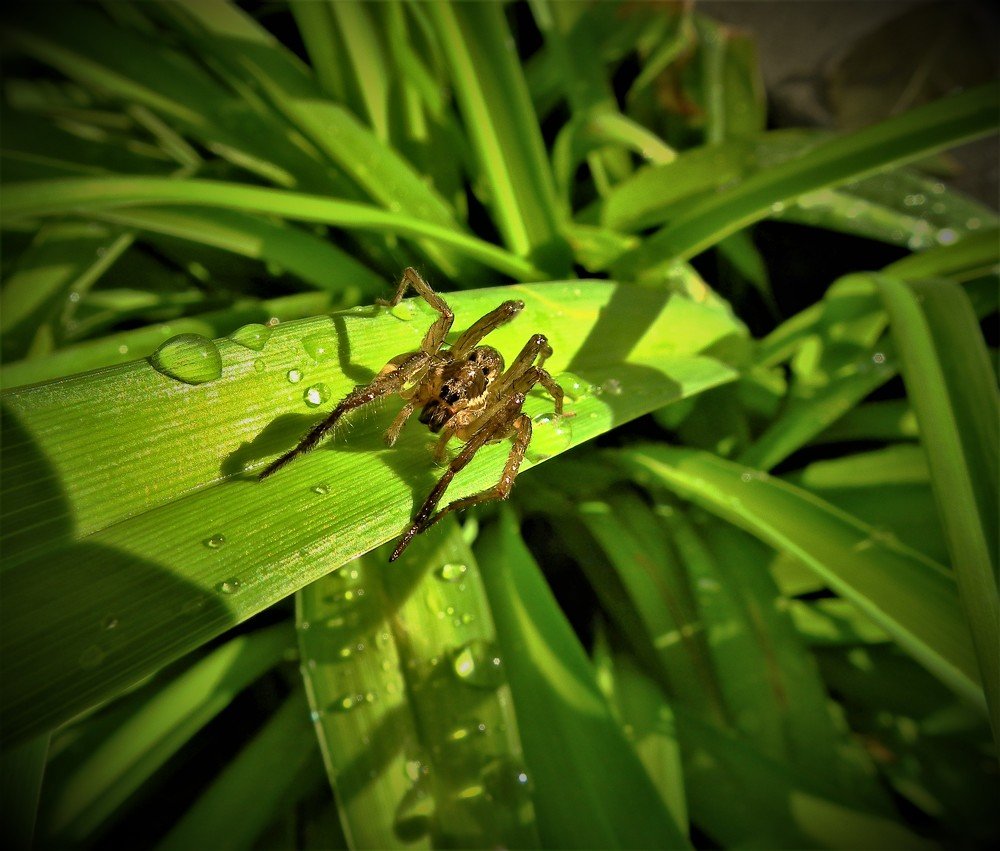 Photograph by Adrian Trica