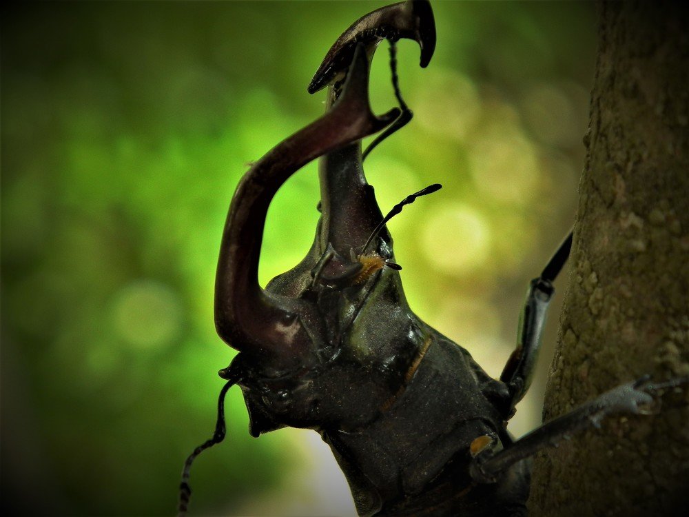 Photograph by Adrian Trica