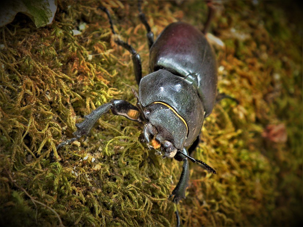 Photograph by Adrian Trica