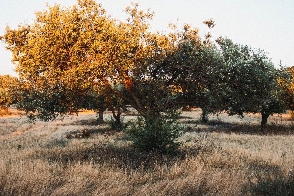 Photograph by Элина Данелия