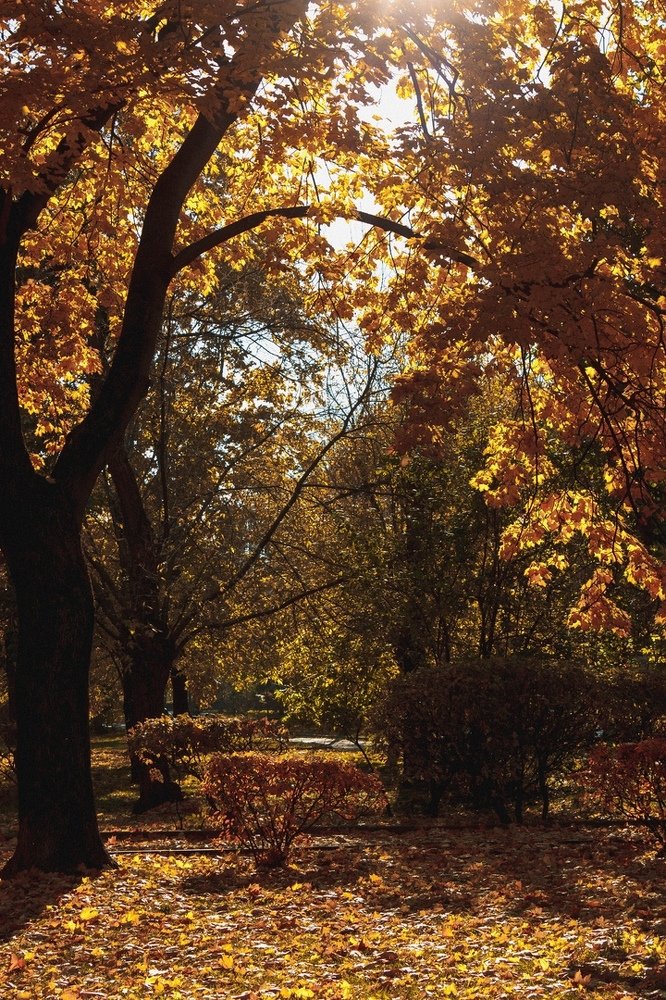 Photograph by Элина Данелия