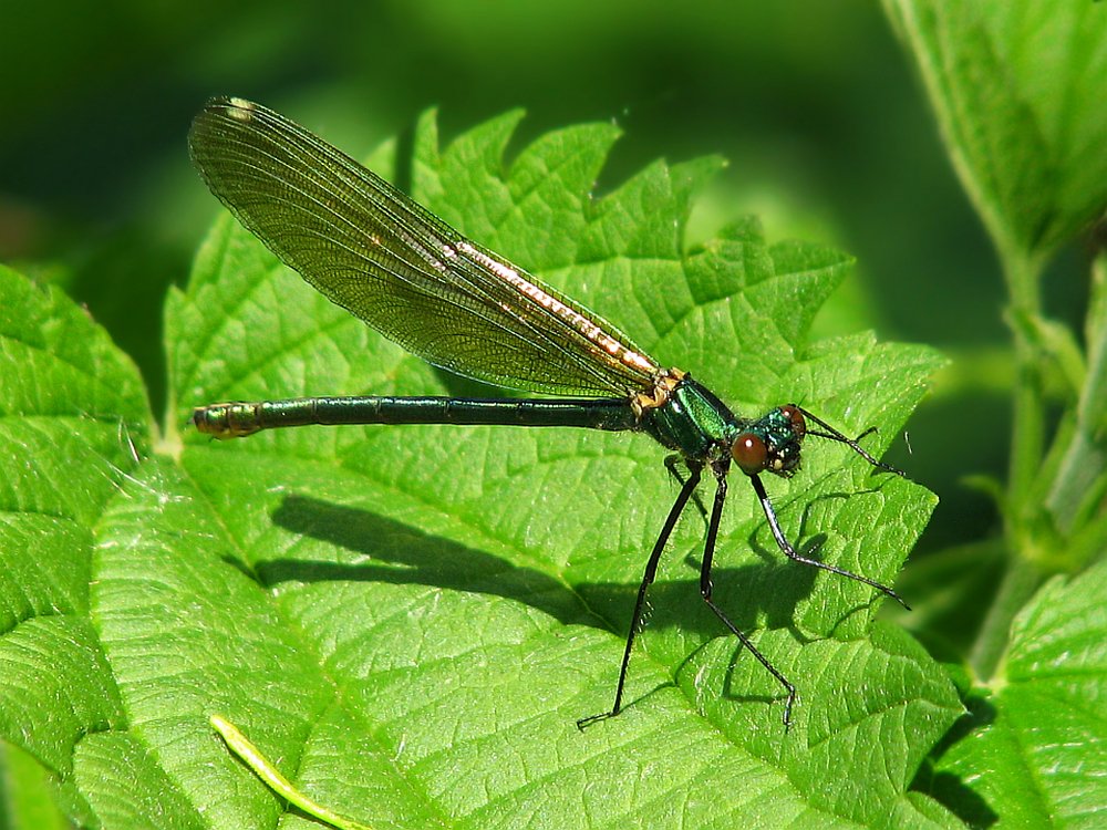 Маскировка. Не дышать и не дрожать...
