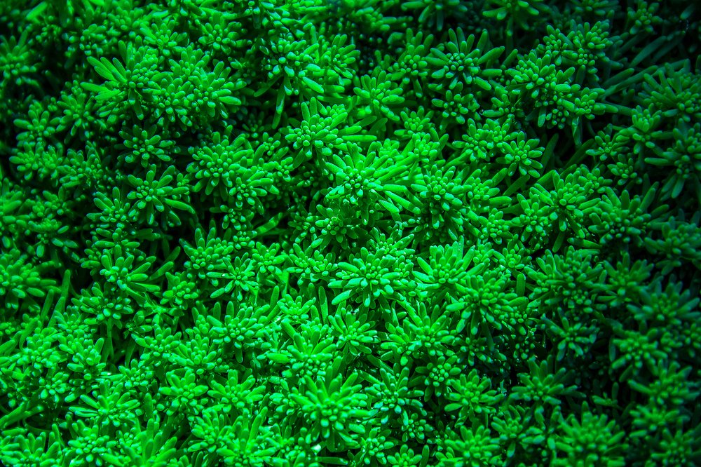 Зелёный живой ковёр