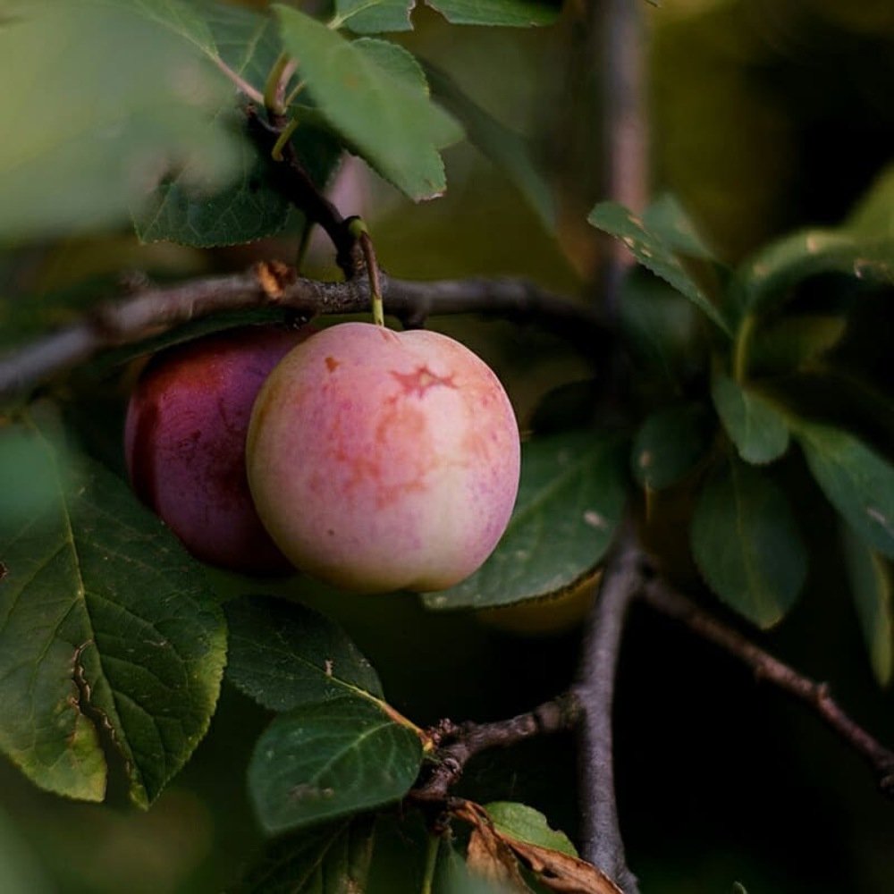 Photograph by Людмила Балакина