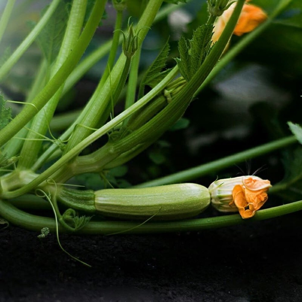 Photograph by Людмила Балакина