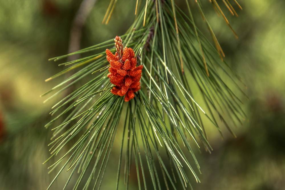 Photograph by Galina Rashap