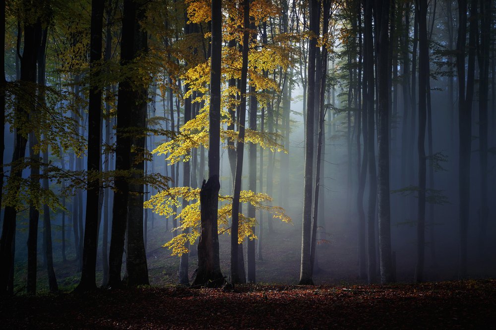 Autumn sunrise in the foggy forest