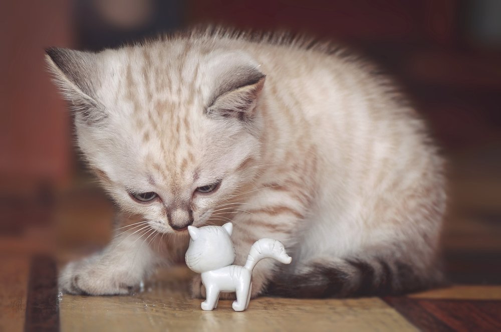 Первая встреча...