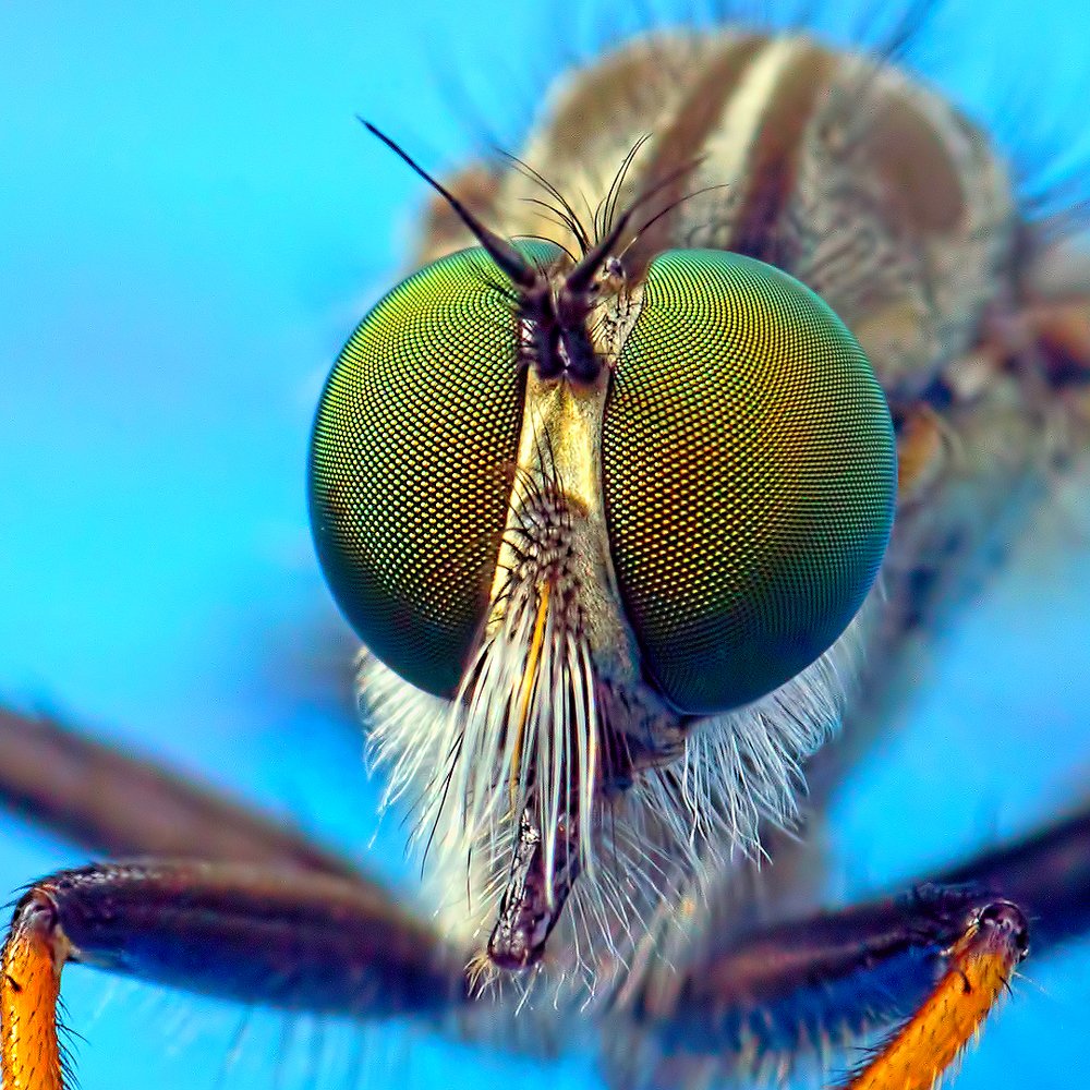 Зеленые глаза хищника