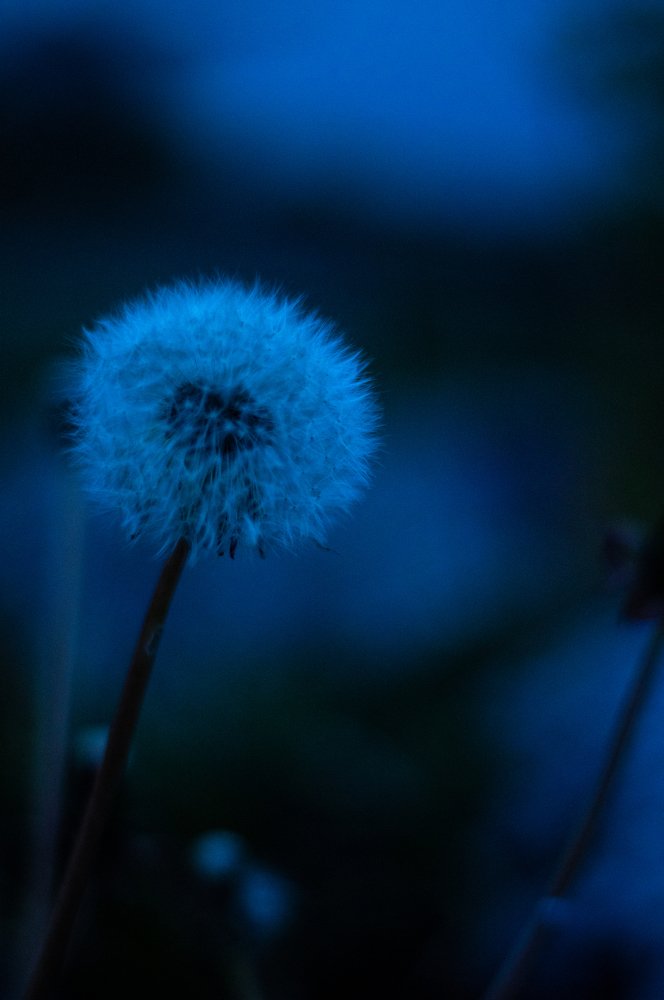 Photograph by Nadezda Sarap