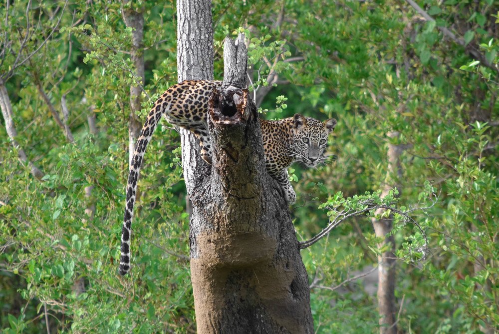 Photograph by dulanjan saranga
