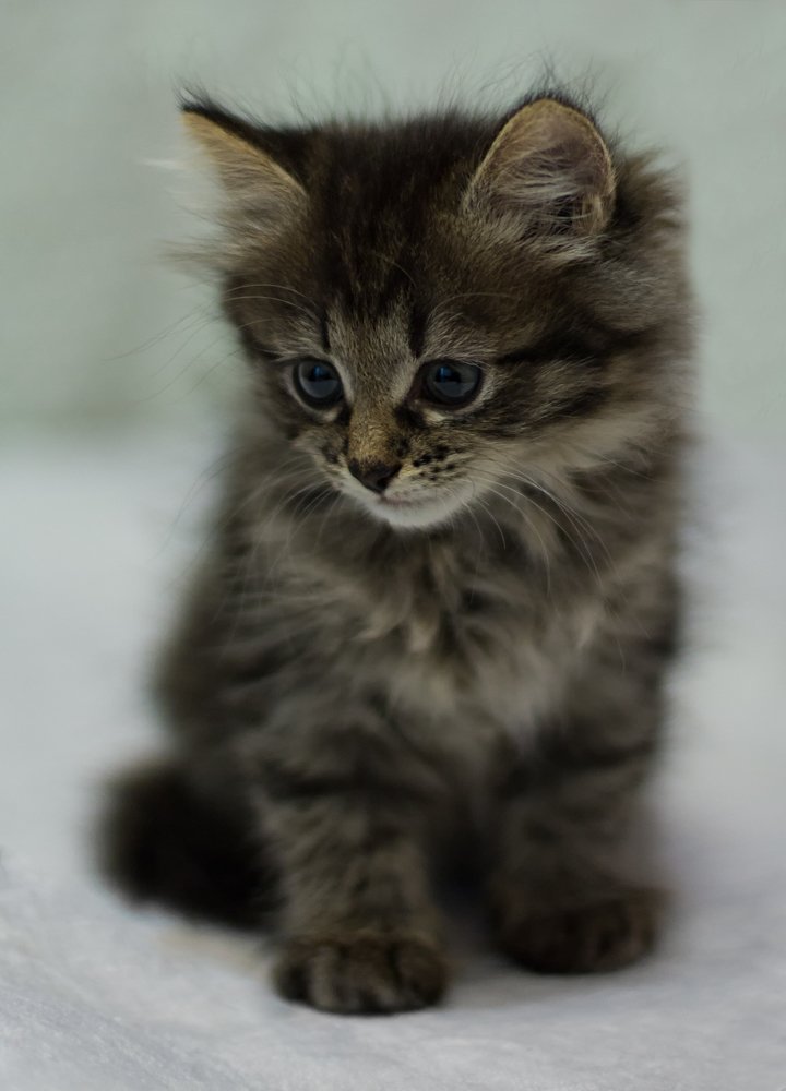 Задумчивый