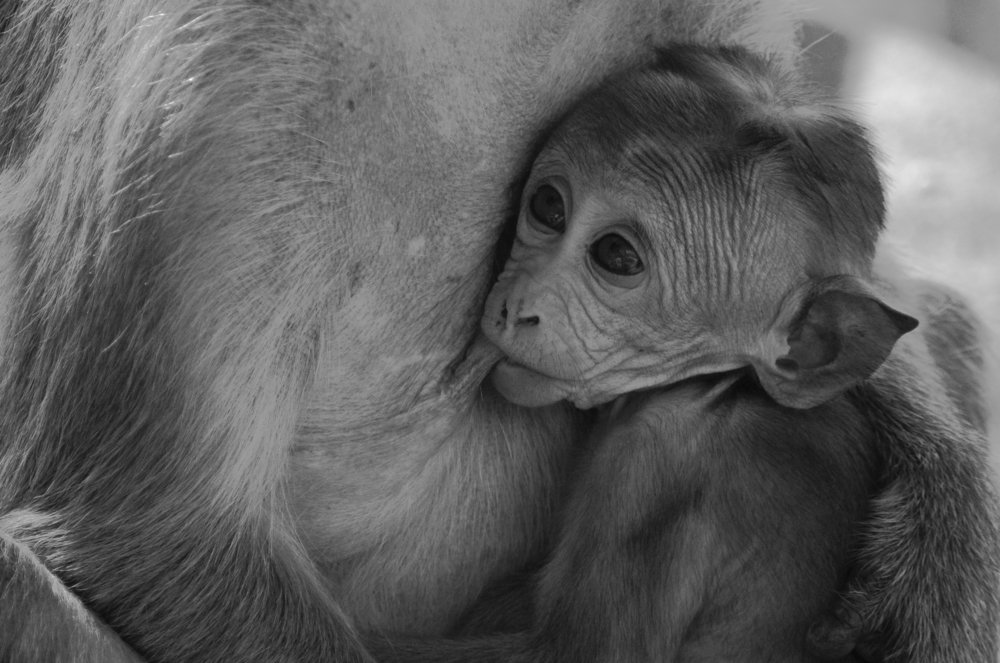 Photograph by dulanjan saranga