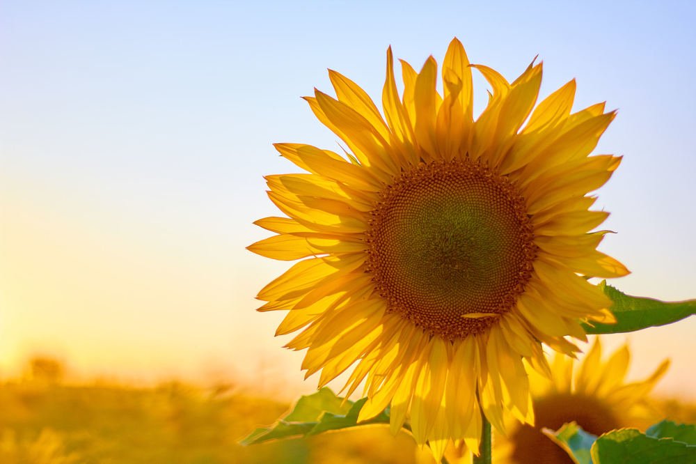 Photograph by Константин Кузнецов