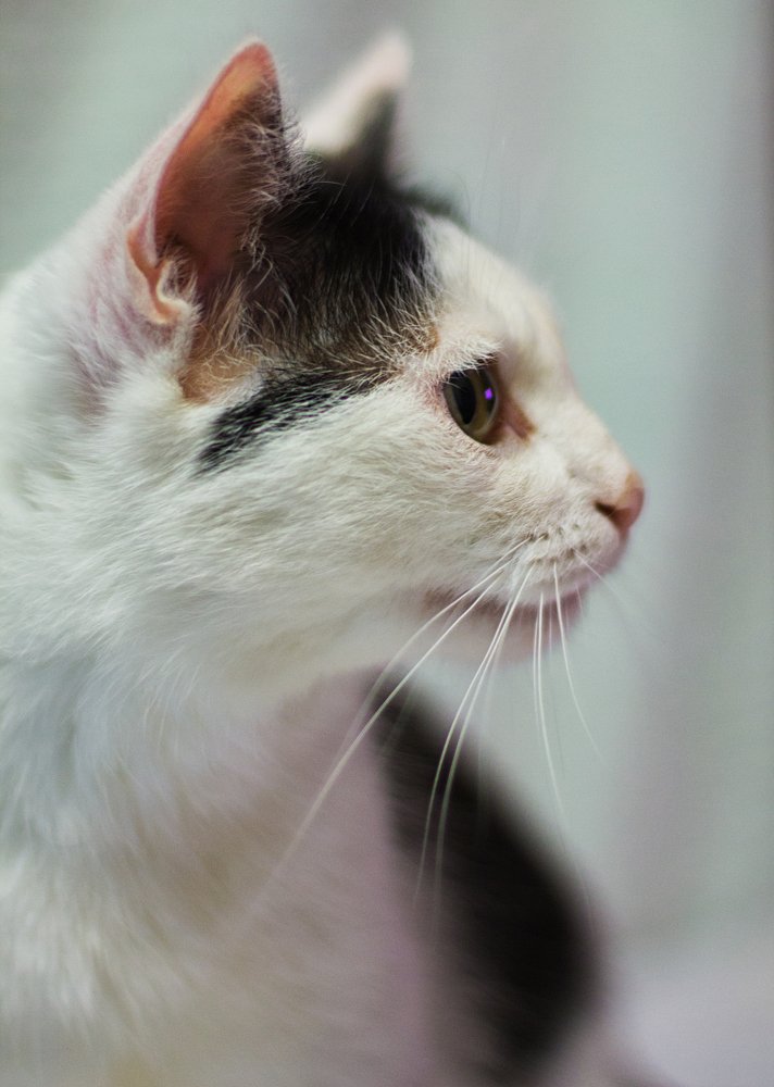 Портрет дворянки