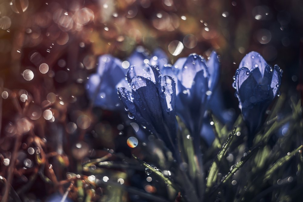 Первоцветы