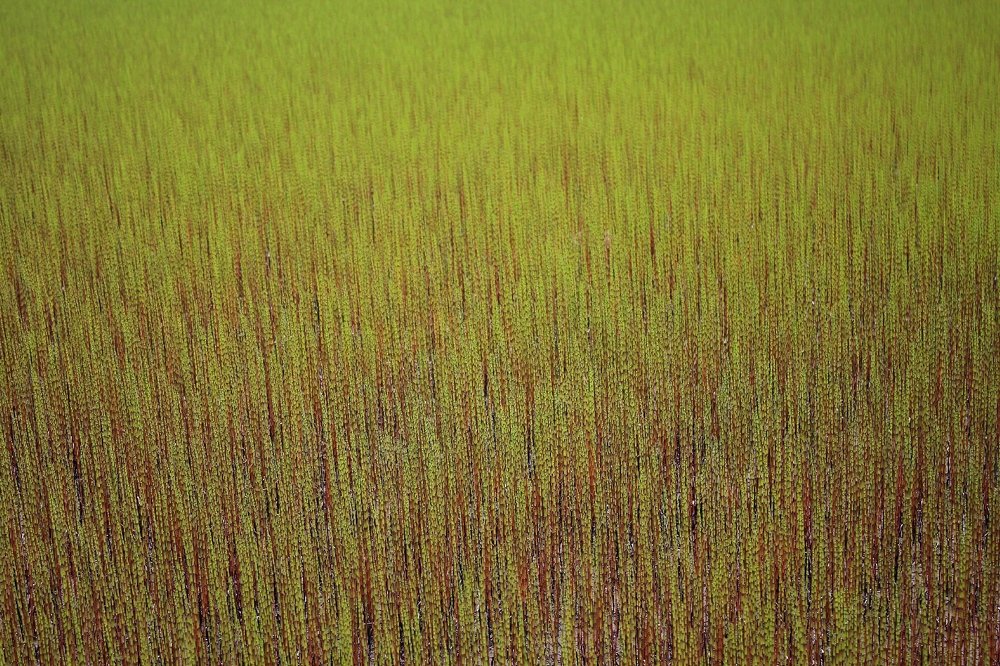 Природная текстура