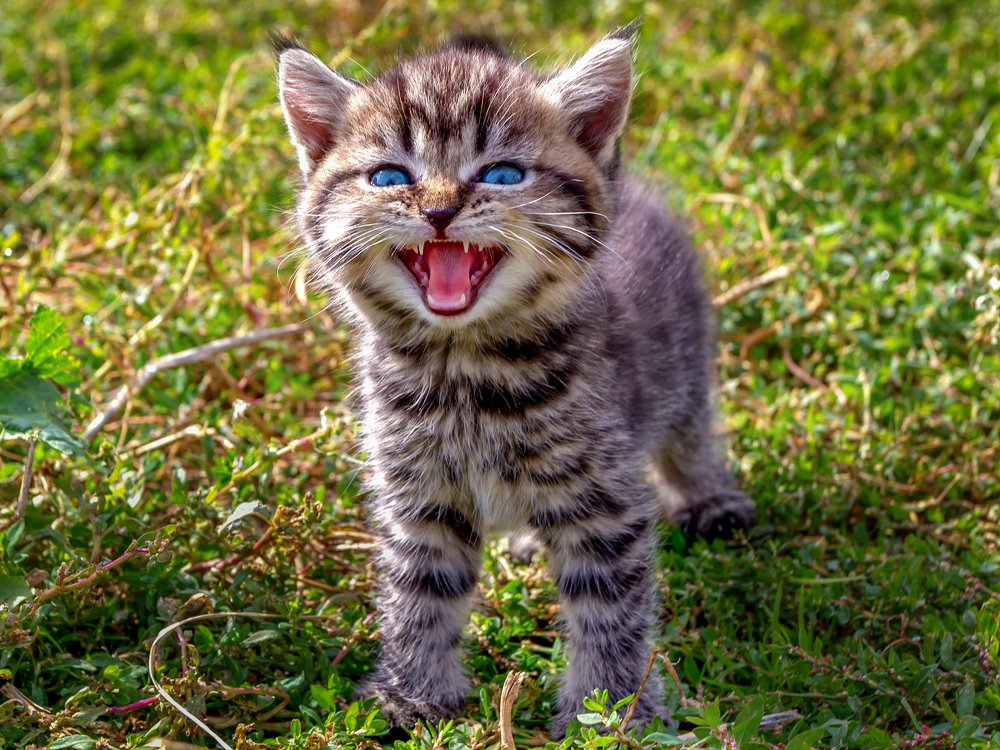 Первое требование