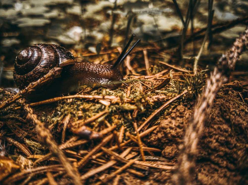 Photograph by Максим Белоус