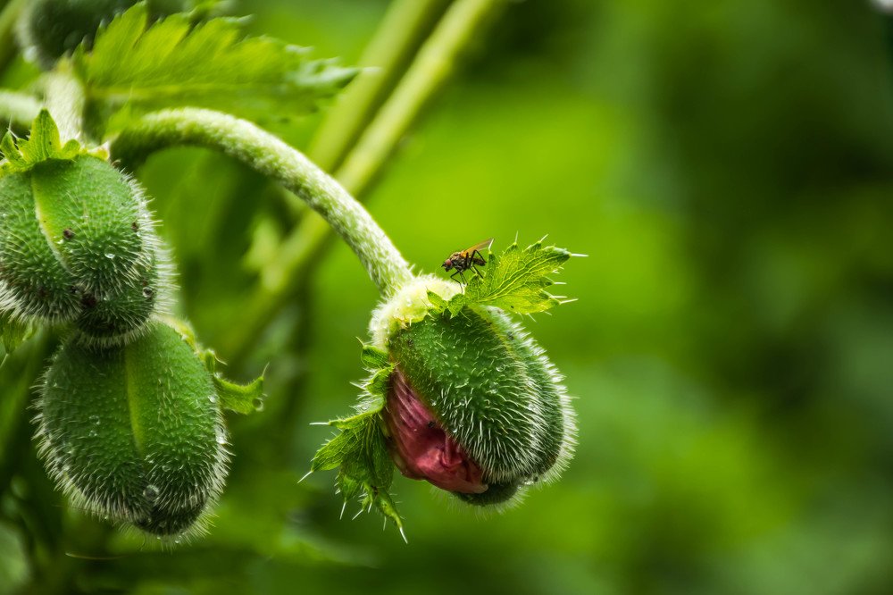 бутоны мака