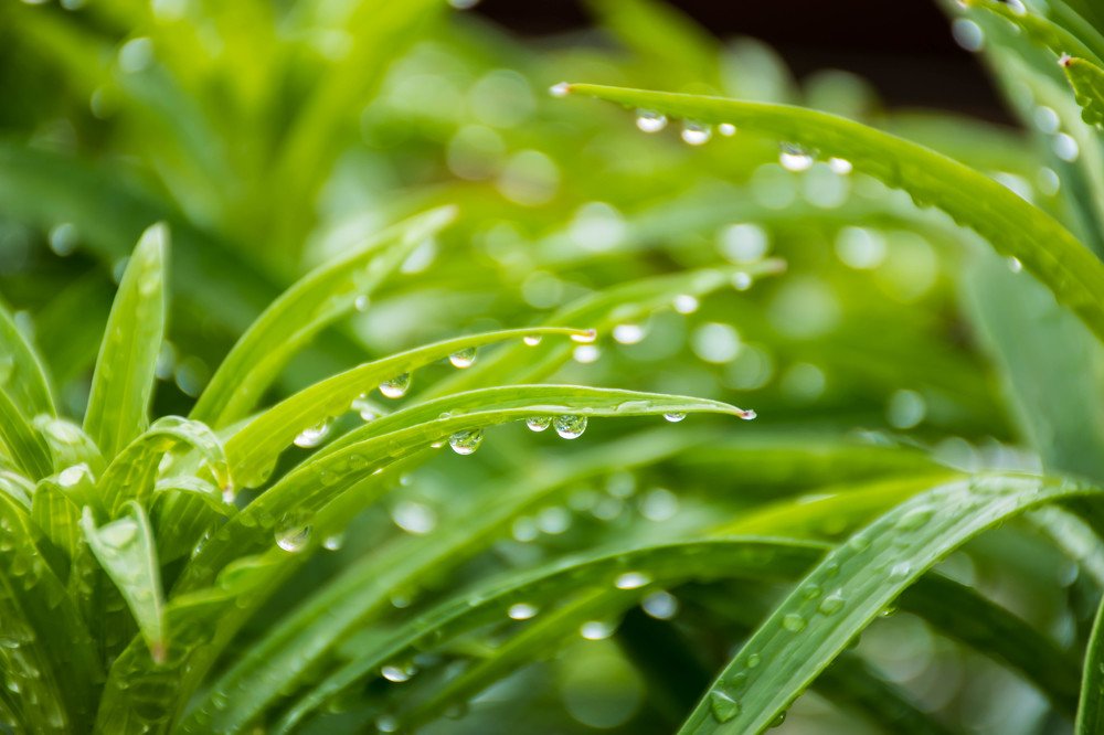 Дождевые капельки