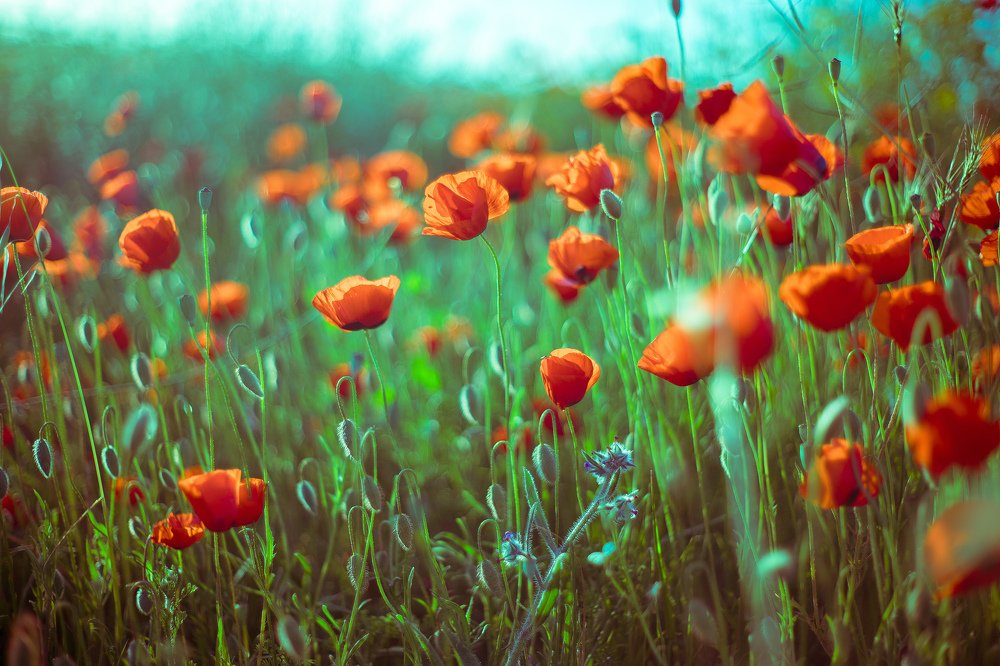 Фотография автора Pavel Bernshtam