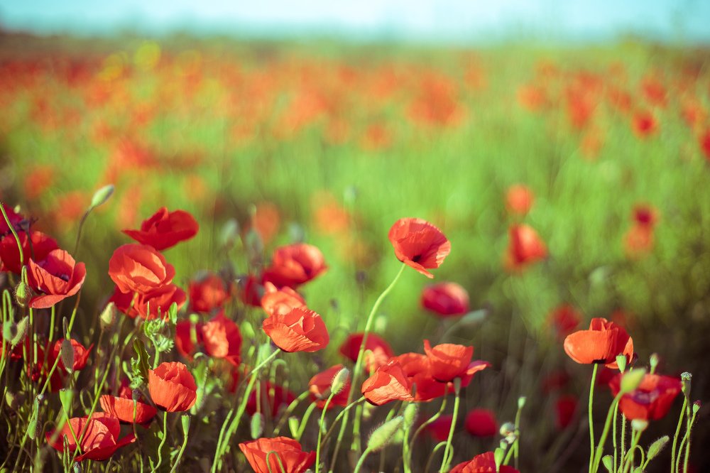 Фотография автора Pavel Bernshtam