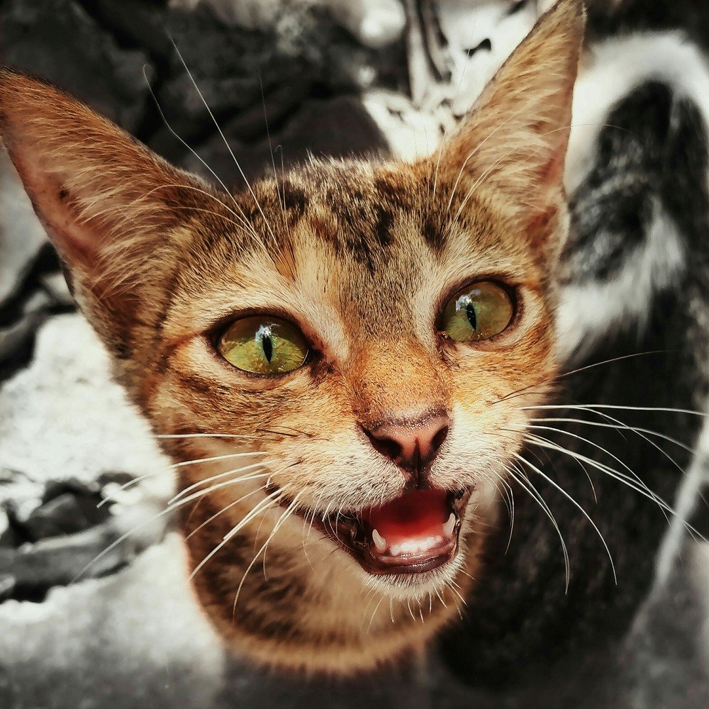 Photograph by Joel Gerone Larupay