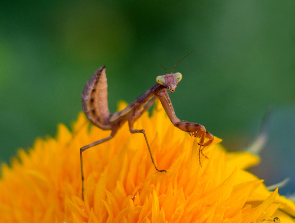 Фотография автора Светлана Евтушенко