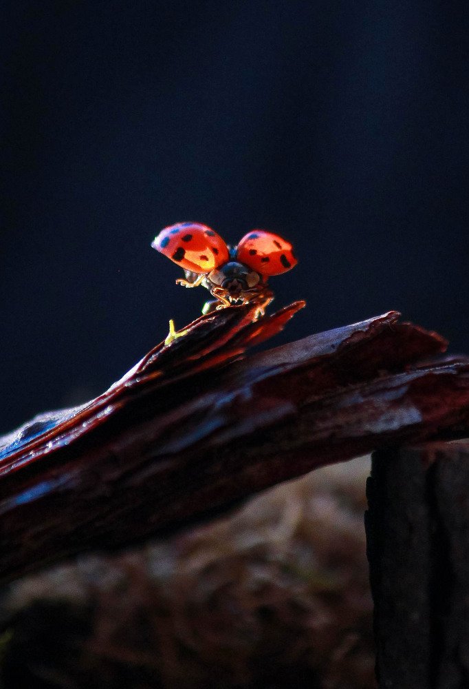 Photograph by Маргарита Федурина