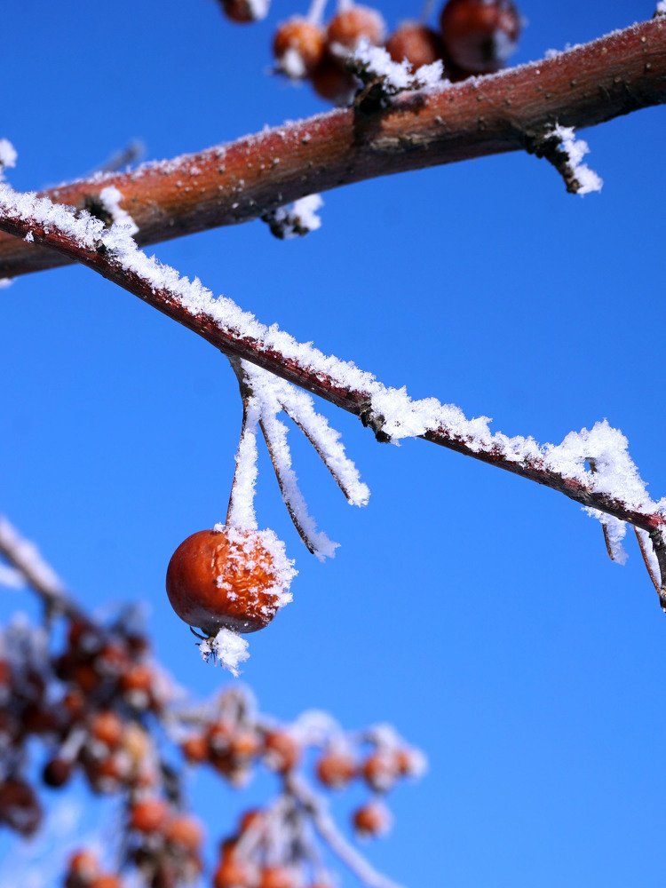 Мороз и солнце ...