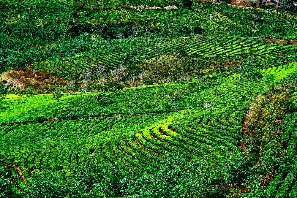 Photograph by MỸ THUẬN HUỲNH