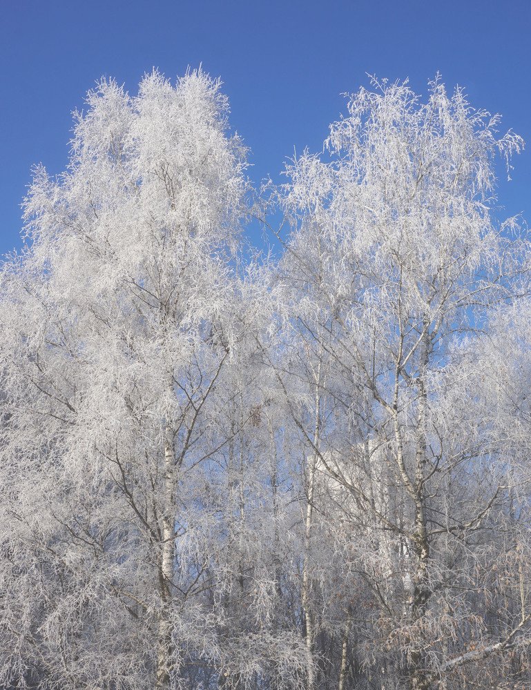 Белые березы под моим окном ...