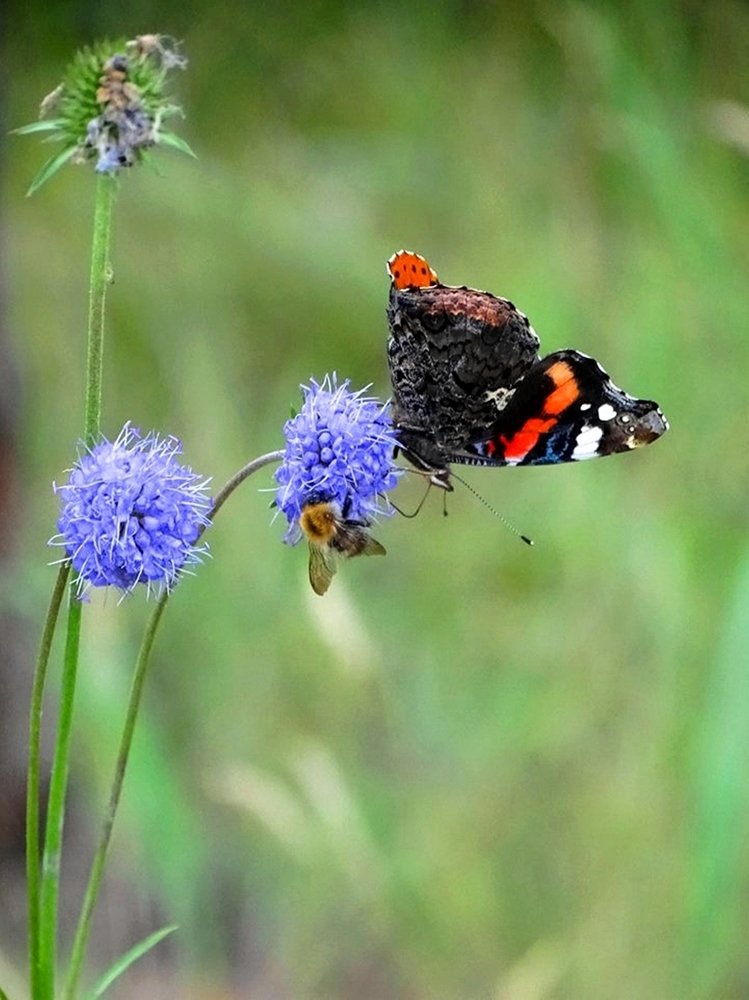 Безопасное соседство...
