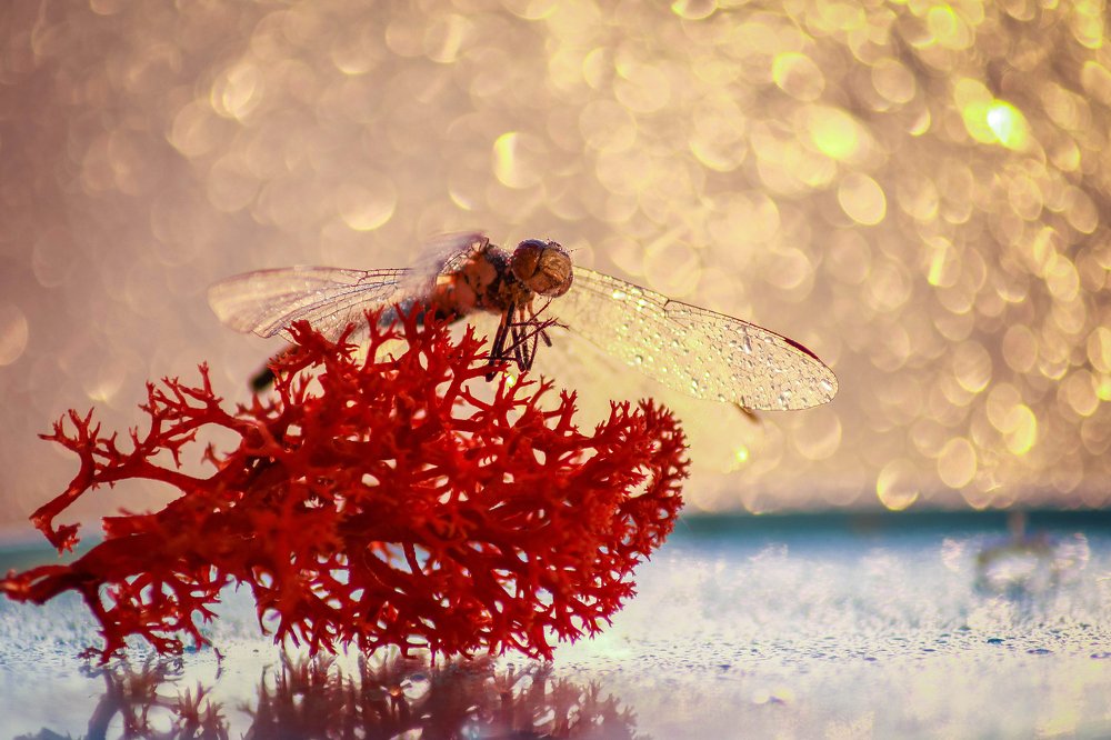 Photograph by Маргарита Федурина