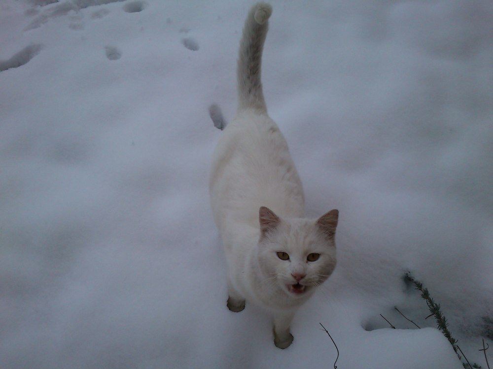 Photograph by Borislav