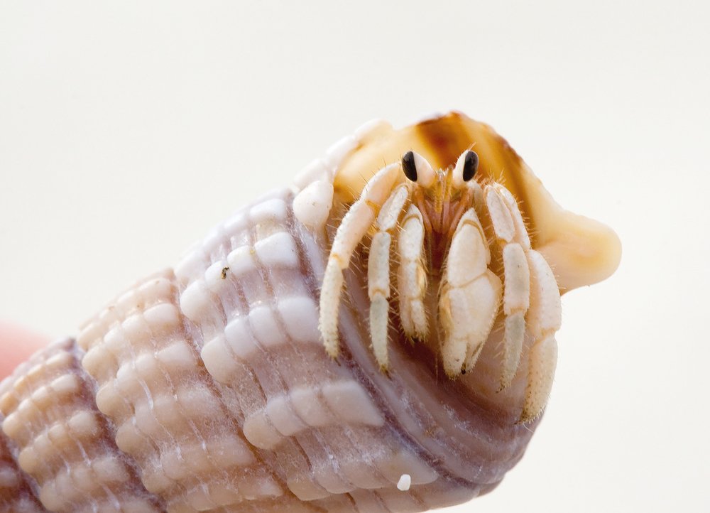 Photograph by Ирина Коденцева