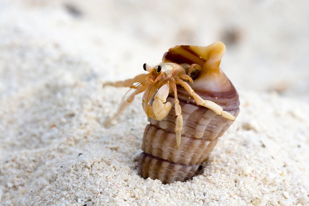 Photograph by Ирина Коденцева