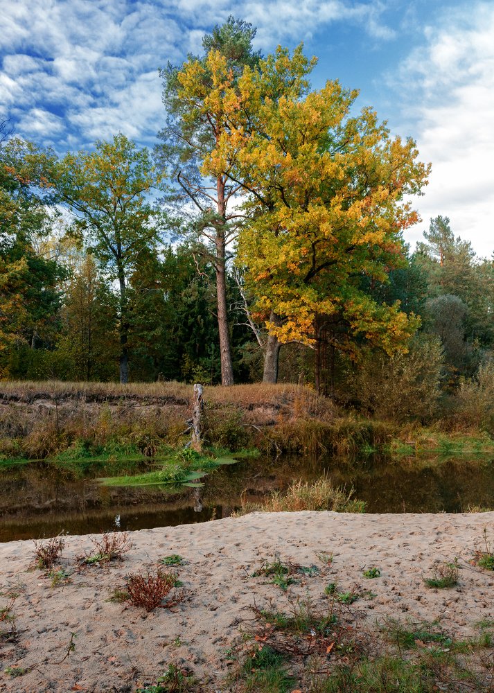 Окрестности Белобережской пустыни, Брянская область, октябрь 2018 г.