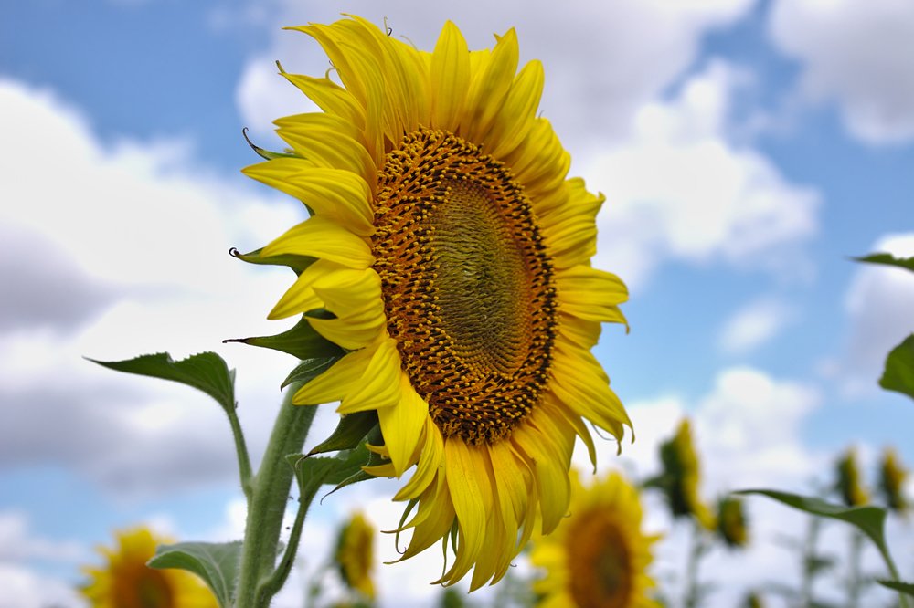 Photograph by Евгений Беленков