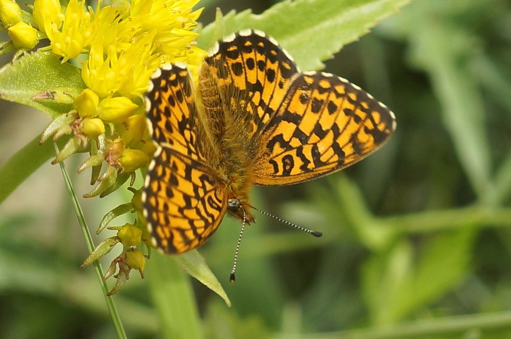 Photograph by Ольга Воронова
