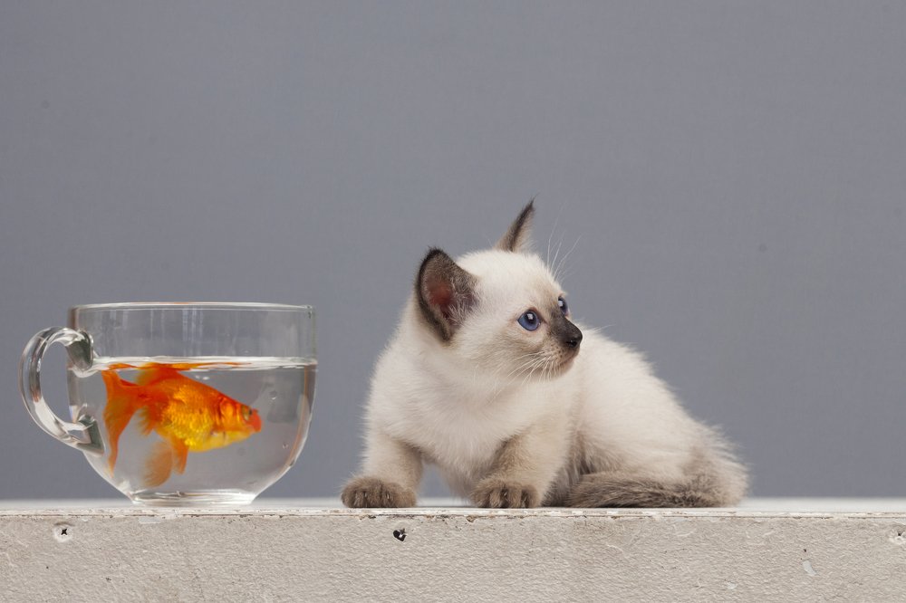 Photograph by Анна Сидоренко